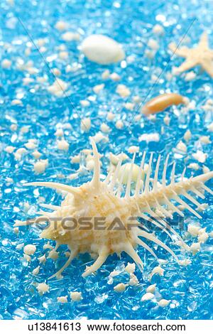 Spiked Murex shell on blue background View Large Photo Image Stock Image - Spiked Murex shell on blue background. Fotosearch