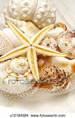 Starfish and assorted seashells View Large Photo Image Picture - Starfish and assorted seashells. Fotosearch