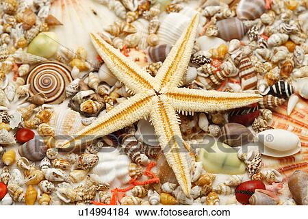 Starfish and assorted seashells View Large Photo Image Picture - Starfish and assorted seashells. Fotosearch