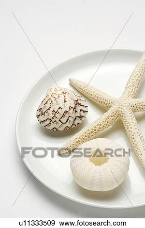 Starfish and two seashells in tray View Large Photo Image Stock Photo - Starfish and two seashells in tray. Fotosearch