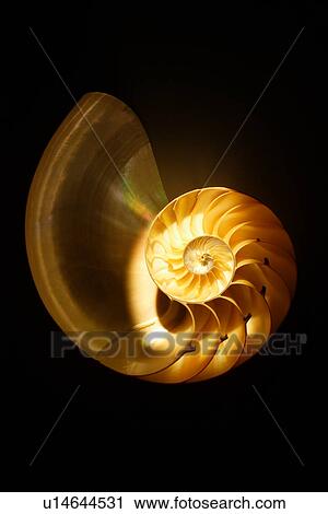 Stock Image - X-ray nautilus on black background, close-up. Fotosearch