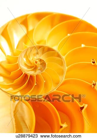 X-ray of nautilus shell, close-up View Large Photo Image Stock Image - X-ray of nautilus shell, close-up. Fotosearch