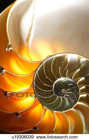 X-Ray of Seashell, close-up View Large Photo Image Stock Photo - X-Ray of Seashell, close-up. Fotosearch