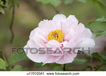 Stock Image - A little pink dahlias. Fotosearch