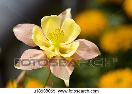 Stock Photography - Aquilegia, close up. Fotosearch