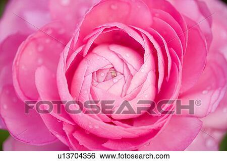Close up of pink camellia View Large Photo Image Stock Photograph - Close up of pink camellia. Fotosearch
