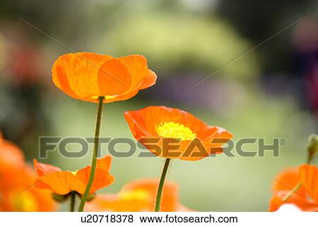 Stock Photo - Corn poppy. Fotosearch