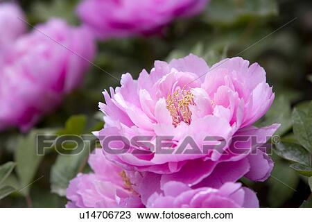 Dahlias View Large Photo Image Stock Image - Dahlias. Fotosearch
