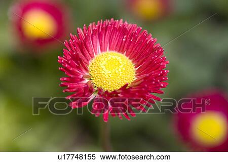 Stock Photography - Daisy, close up. Fotosearch