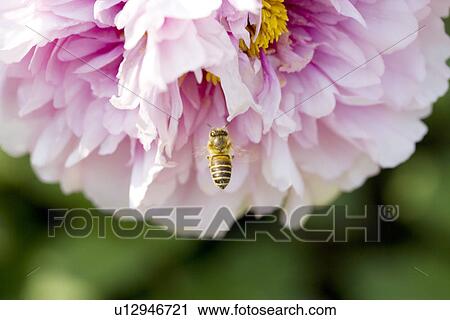 Honey bee on dahlias's petal View Large Photo Image Stock Image - Honey bee on dahlias's petal. Fotosearch