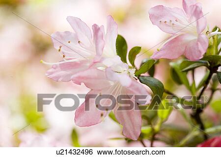 Pink Azalea View Large Photo Image Stock Photograph - Pink Azalea. Fotosearch