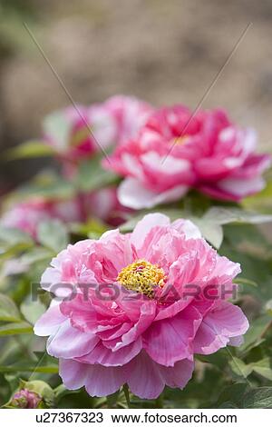 Pink dahlias View Large Photo Image Stock Image - Pink dahlias. Fotosearch