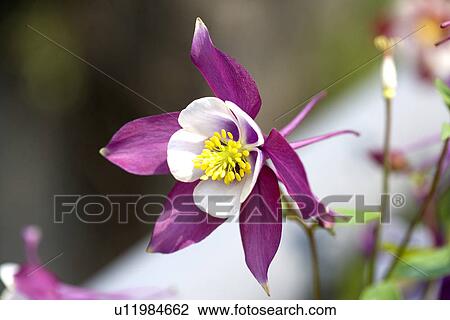 Purple Aquilegia View Large Photo Image Stock Image - Purple Aquilegia. Fotosearch