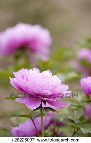 Stock Photo - Purple dahlias flowers, Medium Group of objects. Fotosearch