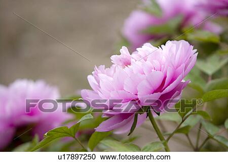 Stock Image - Purple dahlias. Fotosearch
