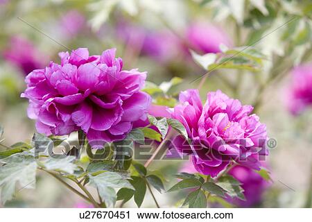 Purple dahlias View Large Photo Image Stock Image - Purple dahlias. Fotosearch