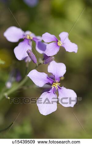 Purple flower View Large Photo Image Stock Photo - Purple flower. Fotosearch