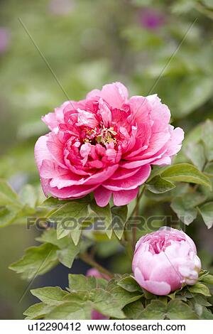 Red dahlias and bud View Large Photo Image Stock Image - Red dahlias and bud. Fotosearch