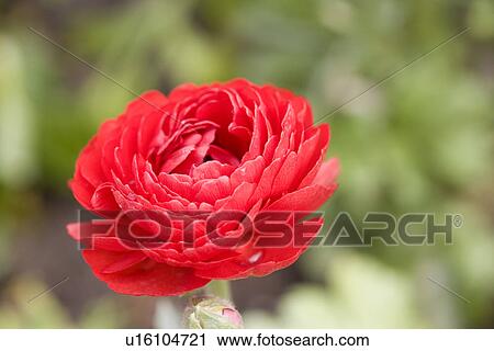 Stock Image - Red dahlias, close up. Fotosearch