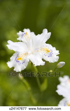 Stock Photo - Three-tone Iris . Fotosearch