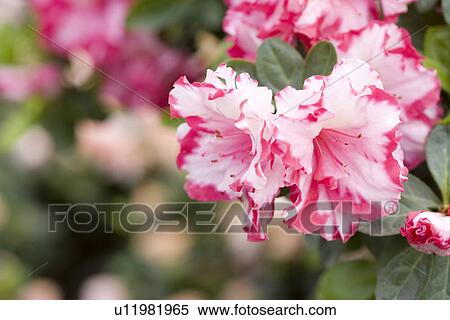 Two-tone Azalea View Large Photo Image Stock Photography - Two-tone Azalea. Fotosearch