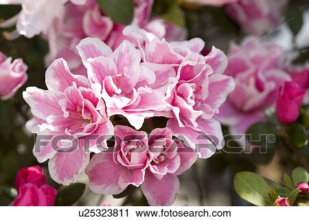 Two tone azalea,,Azalea, Rhododendron, View Large Photo Image Stock Image - Two tone azalea,,Azalea, Rhododendron,. Fotosearch