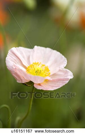 Two tone corn poppy on stem View Large Photo Image Stock Photo - Two tone corn poppy on stem. Fotosearch
