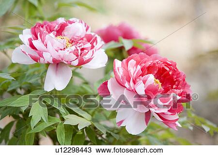 Stock Image - Two tone dahlias. Fotosearch