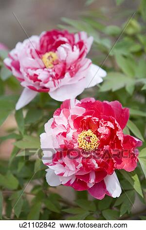Stock Image - Two-tone dahlias. Fotosearch