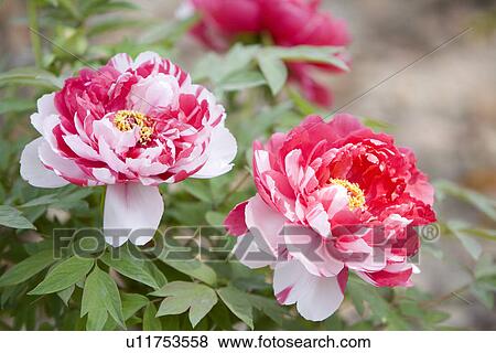 Two-tone dahlias View Large Photo Image Stock Photo - Two-tone dahlias. Fotosearch