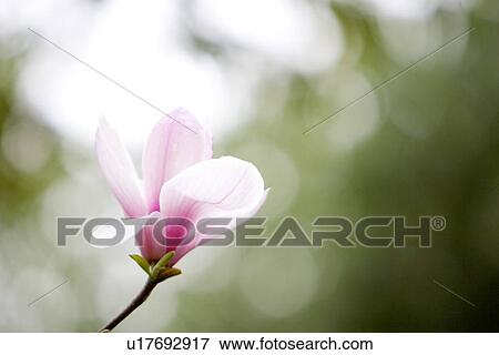 Two tone Magnolia View Large Photo Image Stock Photo - Two tone Magnolia. Fotosearch