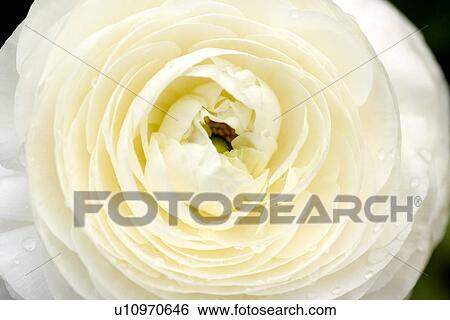 White camellia, close up, Single ObjectWhite, Camellia, Natural Pattern, View Large Photo Image Stock Photograph - White camellia, close up, Single ObjectWhite, Camellia, Natural Pattern,. Fotosearch