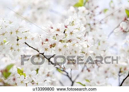 White Cherry Blossom View Large Photo Image Stock Image - White Cherry Blossom . Fotosearch