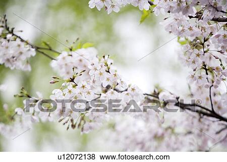 White cherry blossom View Large Photo Image Stock Photo - White cherry blossom. Fotosearch