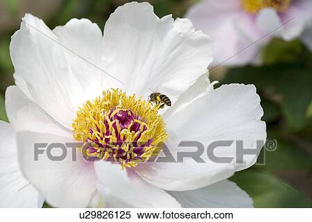 Stock Photography - White dahlias and honey bee. Fotosearch