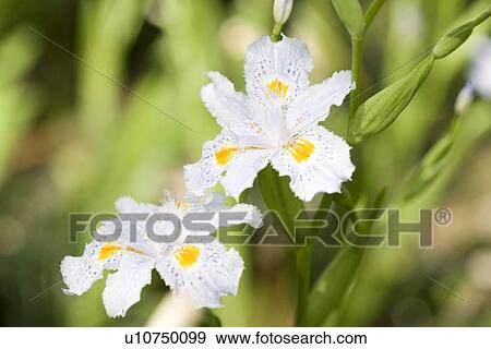 White Iris View Large Photo Image Stock Photo - White Iris . Fotosearch