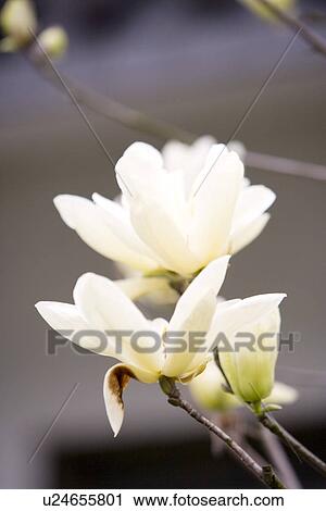White Magnolia View Large Photo Image Stock Image - White Magnolia. Fotosearch