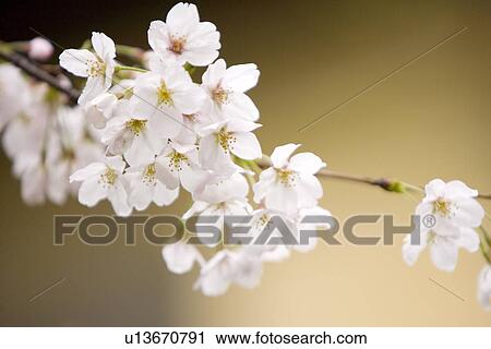 White plum blossom View Large Photo Image Stock Image - White plum blossom. Fotosearch