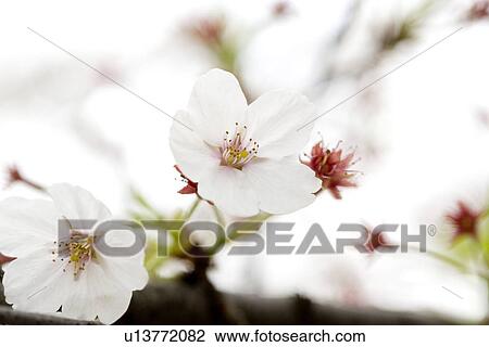 White Plum Blossom View Large Photo Image Stock Image - White Plum Blossom . Fotosearch