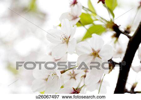 Stock Photo - White plum blossom. Fotosearch