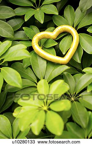 Heart shaped object on plant View Large Photo Image Stock Image - Heart shaped object on plant. Fotosearch