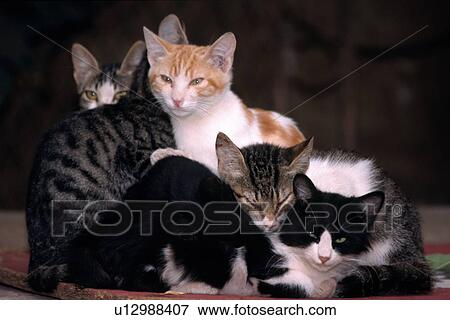 Stock Photo - A family of cats. Fotosearch