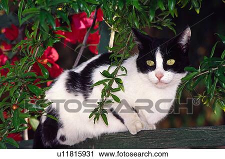 Black and white cat sitting on fence View Large Photo Image Stock Image - Black and white cat sitting on fence. Fotosearch