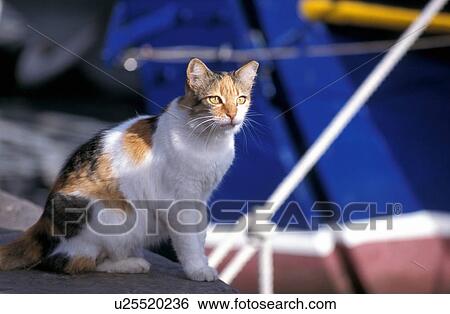 Brown and white cat View Large Photo Image Stock Photograph - Brown and white cat. Fotosearch