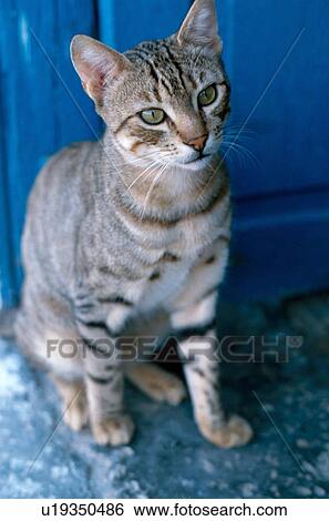 Stock Photograph - Cat in front of door. Fotosearch