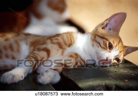 Cat lying down View Large Photo Image Stock Image - Cat lying down. Fotosearch