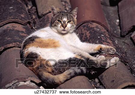 Stock Photo - Cat lying on a tile roof. Fotosearch