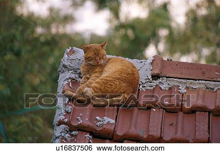 Cat lying on a tile roof View Large Photo Image Stock Photograph - Cat lying on a tile roof. Fotosearch