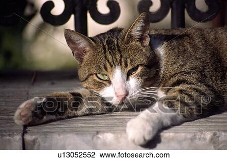 Stock Image - Cat lying on bench. Fotosearch