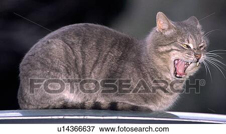 Stock Photo - Cat on car roof, yawning. Fotosearch